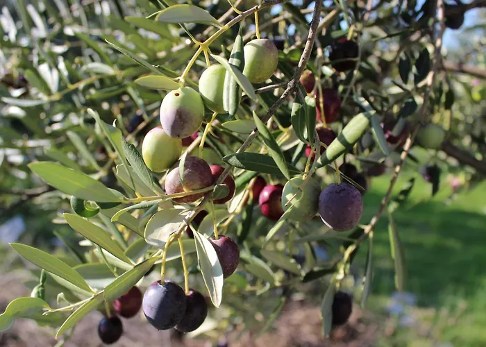 דירה Olive & Sea - Modern Near
