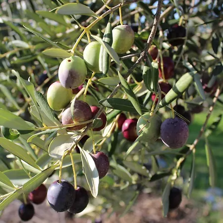 Daire Olive & Sea - Modern Near